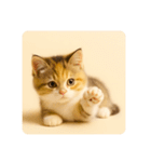 こねこのつぶやき、リアル三毛猫編（個別スタンプ：15）