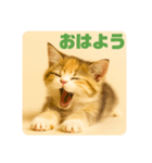 こねこのつぶやき、リアル三毛猫編（個別スタンプ：17）