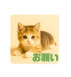 こねこのつぶやき、リアル三毛猫編（個別スタンプ：18）