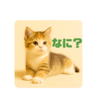こねこのつぶやき、リアル三毛猫編（個別スタンプ：19）