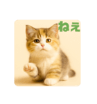 こねこのつぶやき、リアル三毛猫編（個別スタンプ：20）