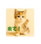 こねこのつぶやき、リアル三毛猫編（個別スタンプ：22）