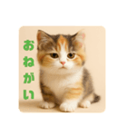 こねこのつぶやき、リアル三毛猫編（個別スタンプ：23）