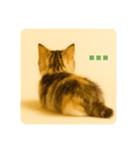 こねこのつぶやき、リアル三毛猫編（個別スタンプ：24）