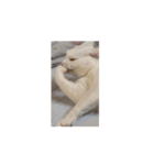 ついに動く猫（個別スタンプ：1）