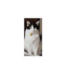 ついに動く猫（個別スタンプ：2）
