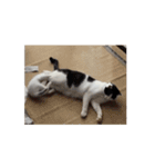 ついに動く猫（個別スタンプ：4）