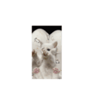 ついに動く猫（個別スタンプ：5）