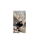 ついに動く猫（個別スタンプ：6）