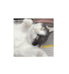 ついに動く猫（個別スタンプ：10）