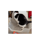ついに動く猫（個別スタンプ：11）