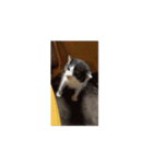 ついに動く猫（個別スタンプ：12）