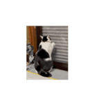 ついに動く猫（個別スタンプ：13）