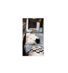 ついに動く猫（個別スタンプ：15）