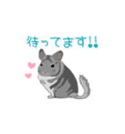 動く！チンチラちゃんがいっぱい（個別スタンプ：7）