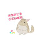 動く！チンチラちゃんがいっぱい（個別スタンプ：8）