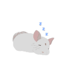 動く！チンチラちゃんがいっぱい（個別スタンプ：11）