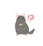 動く！チンチラちゃんがいっぱい（個別スタンプ：12）