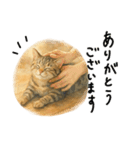 ◉使いたくなる猫◉長毛＆短毛（個別スタンプ：4）