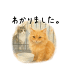 ◉使いたくなる猫◉長毛＆短毛（個別スタンプ：9）