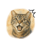 ◉使いたくなる猫◉長毛＆短毛（個別スタンプ：11）