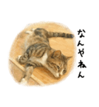 ◉使いたくなる猫◉長毛＆短毛（個別スタンプ：12）