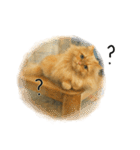 ◉使いたくなる猫◉長毛＆短毛（個別スタンプ：13）