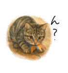 ◉使いたくなる猫◉長毛＆短毛（個別スタンプ：14）