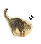◉使いたくなる猫◉長毛＆短毛（個別スタンプ：15）