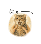 ◉使いたくなる猫◉長毛＆短毛（個別スタンプ：19）