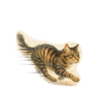 ◉使いたくなる猫◉長毛＆短毛（個別スタンプ：21）