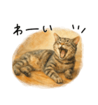 ◉使いたくなる猫◉長毛＆短毛（個別スタンプ：23）