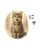◉使いたくなる猫◉長毛＆短毛（個別スタンプ：24）