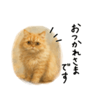 ◉使いたくなる猫◉長毛＆短毛（個別スタンプ：29）