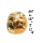 ◉使いたくなる猫◉長毛＆短毛（個別スタンプ：31）