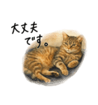 ◉使いたくなる猫◉長毛＆短毛（個別スタンプ：34）