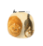 ◉使いたくなる猫◉長毛＆短毛（個別スタンプ：36）