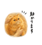 ◉使いたくなる猫◉長毛＆短毛（個別スタンプ：37）