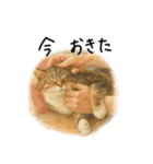 ◉使いたくなる猫◉長毛＆短毛（個別スタンプ：38）