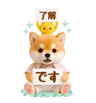 癒し柴犬の気軽な敬語スタンプ【BIG】（個別スタンプ：1）