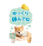 癒し柴犬の気軽な敬語スタンプ【BIG】（個別スタンプ：18）