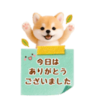 癒し柴犬の気軽な敬語スタンプ【BIG】（個別スタンプ：31）