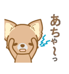 【犬屋】うちの子1番(チワワ)（個別スタンプ：36）