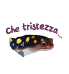 爬虫両生類の日常スタンプ イタリア語 ver.（個別スタンプ：20）