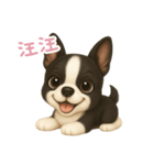 わんで伝えるボストンテリア TW（個別スタンプ：2）