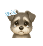 わんで伝えるミニチュアシュナウザー TW（個別スタンプ：12）