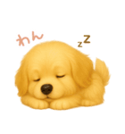 わんで伝えるゴールデンレトリーバー JP（個別スタンプ：4）