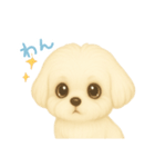 わんで伝えるマルチーズ JP（個別スタンプ：3）