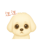 わんで伝えるマルチーズ TW（個別スタンプ：1）