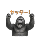 gorigoriのゴリラスタンプ2（個別スタンプ：12）